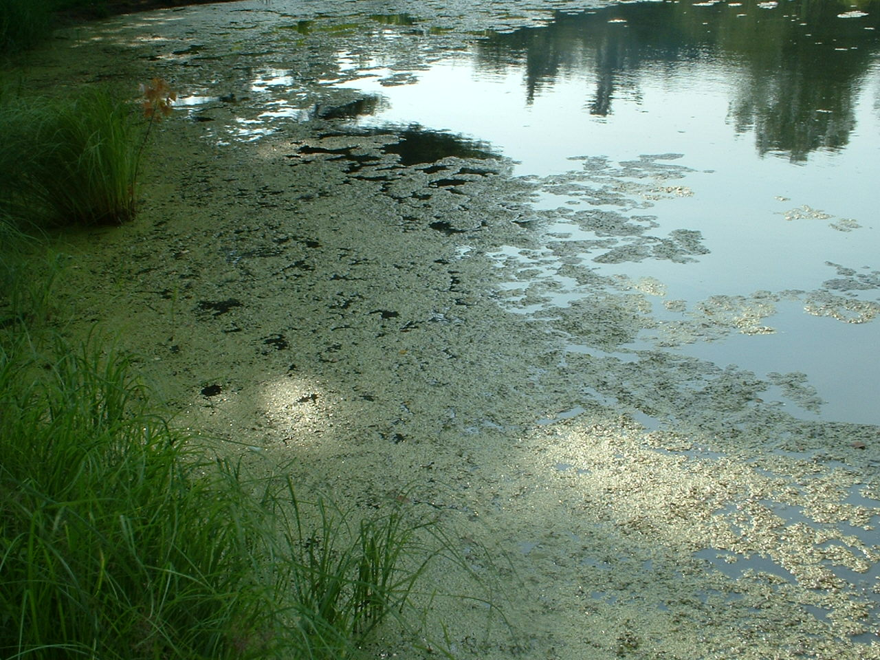 fila no algae