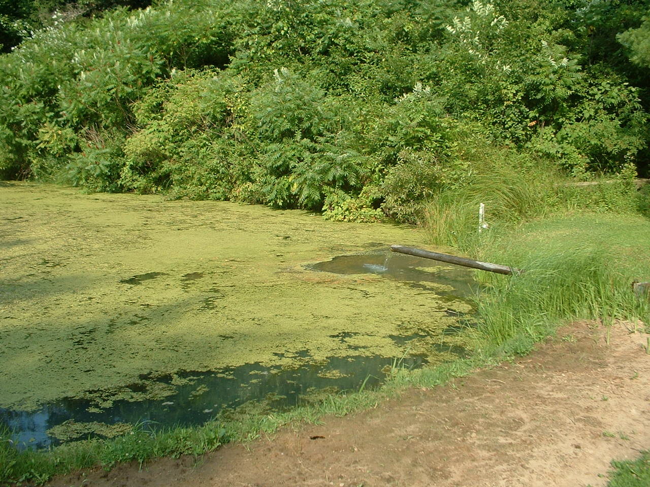 fila no algae